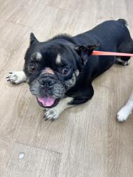 Found/Stray Male Dog last seen SW 84th Ave and 172nd St, Palmetto Bay, FL 33157