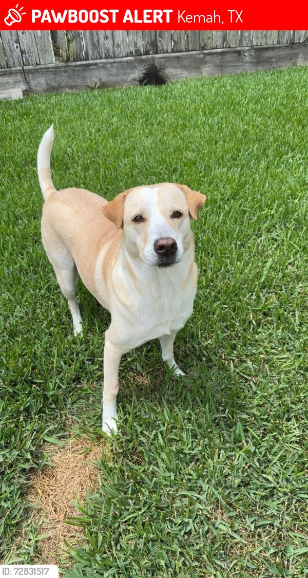 Lost Female Dog last seen Crystal Cascade Ln, Kemah, TX 77565