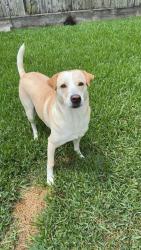 Lost Female Dog last seen Crystal Cascade Ln, Kemah, TX 77565