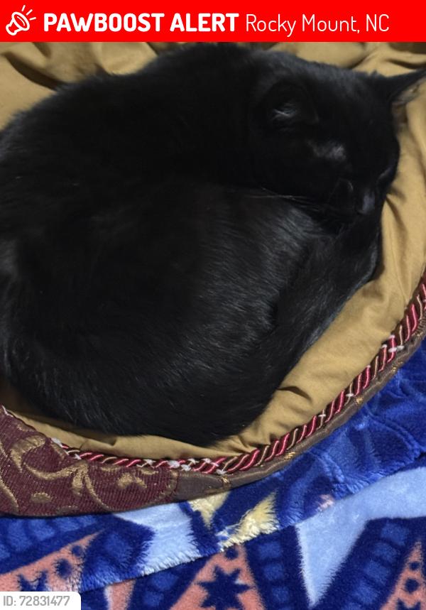 Lost Female Cat last seen Near Joelene Dr Rocky Mount, NC 27803, Rocky Mount, NC 27801