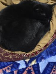 Lost Female Cat last seen Near Joelene Dr Rocky Mount, NC 27803, Rocky Mount, NC 27801