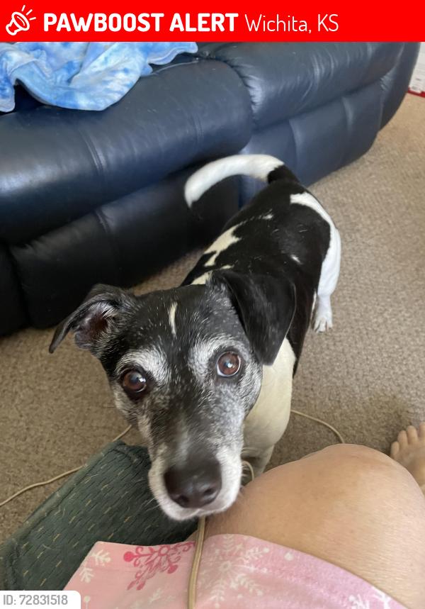 Found/Stray Male Dog last seen I-235 and West Central, Wichita, KS 67212