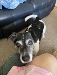 Found/Stray Male Dog last seen I-235 and West Central, Wichita, KS 67212