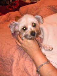 Lost Female Dog last seen Near fleming st, San Antonio, TX 78211
