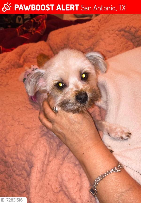 Lost Female Dog last seen Near fleming st, San Antonio, TX 78211