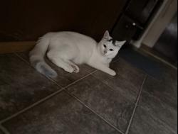 Lost Male Cat last seen Poplar Drive by Food4Less, Medford, OR 97504