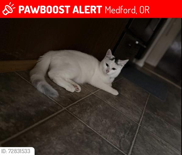 Lost Male Cat last seen Poplar Drive by Food4Less, Medford, OR 97504