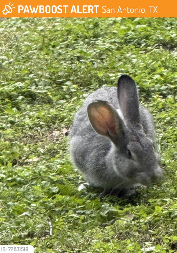 Found/Stray Unknown Rabbit last seen Babcock and Wurzbach , San Antonio, TX 78229