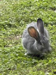 Found/Stray Unknown Rabbit last seen Babcock and Wurzbach , San Antonio, TX 78229