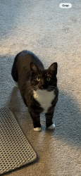 Lost Female Cat last seen Near Thornton st, heading towards Hunt Alley, Newport, KY 41071