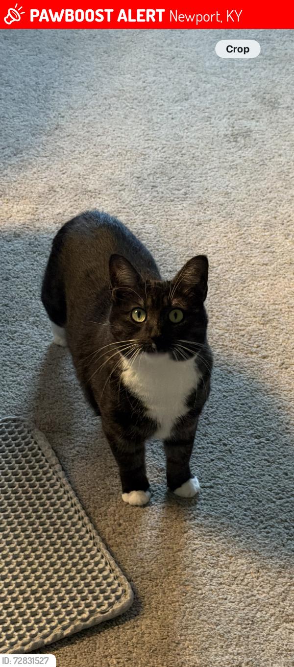 Lost Female Cat last seen Near Thornton st, heading towards Hunt Alley, Newport, KY 41071