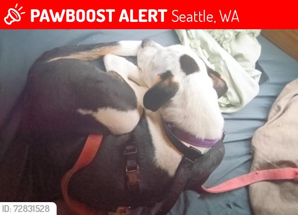 Lost Male Dog last seen University play field , Seattle, WA 98105