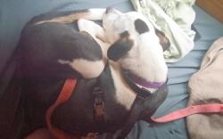 Lost Male Dog last seen University play field , Seattle, WA 98105