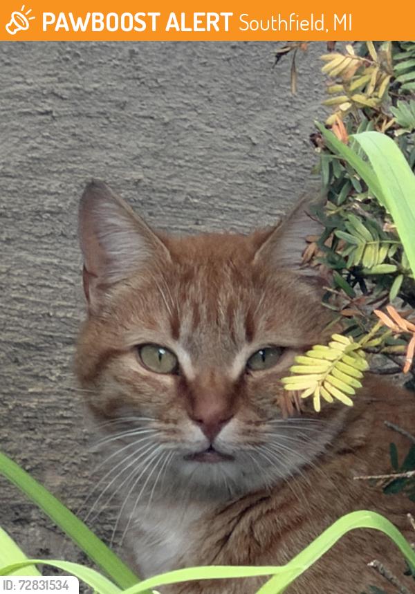 Found/Stray Unknown Cat last seen Catalpa Oaks Park, Southfield, MI 48076