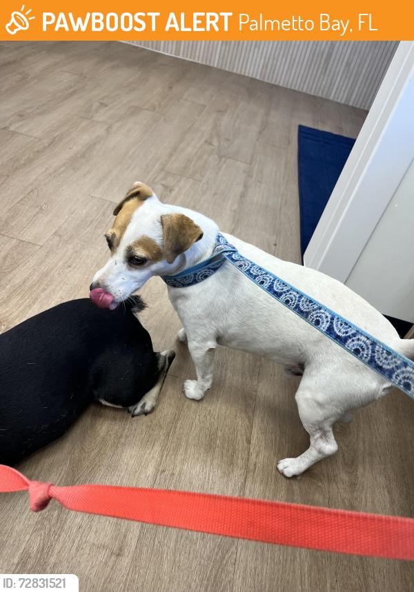 Found/Stray Male Dog last seen SW 84th Ave and 172nd St, Palmetto Bay, FL 33157