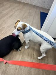 Found/Stray Male Dog last seen SW 84th Ave and 172nd St, Palmetto Bay, FL 33157