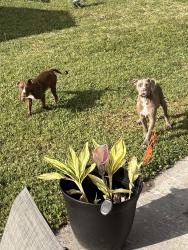 Found/Stray Unknown Dog last seen Near St at corner of the park, Jacksonville, FL 32244