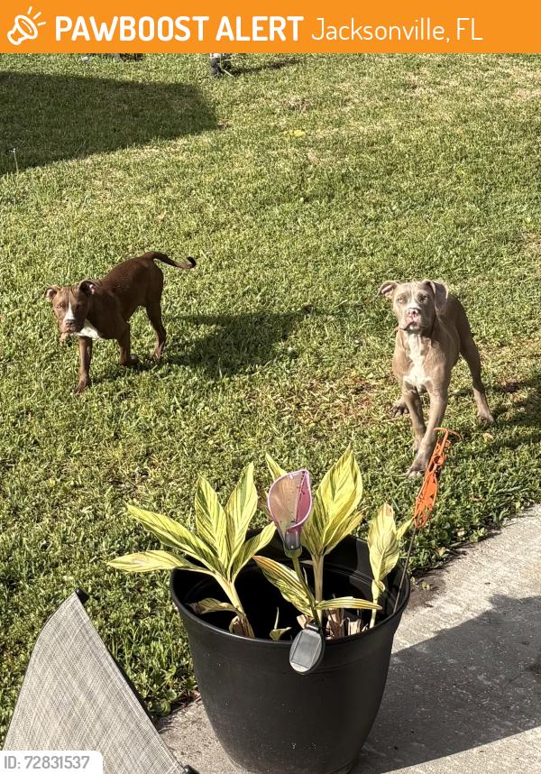 Found/Stray Unknown Dog last seen Near St at corner of the park, Jacksonville, FL 32244