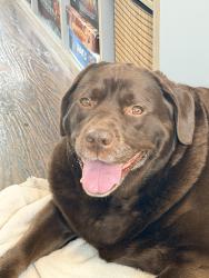 Found/Stray Female Dog last seen Rockingham area of Halifax, Halifax, NS B3M 1W9