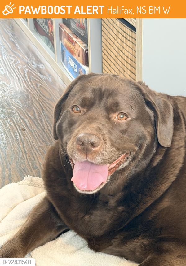 Found/Stray Female Dog last seen Rockingham area of Halifax, Halifax, NS B3M 1W9