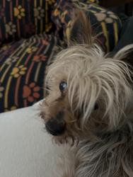 Found/Stray Male Dog last seen Villard n 47th street, Milwaukee, WI 53218