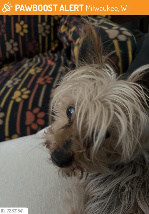 Found/Stray Male Dog last seen Villard n 47th street, Milwaukee, WI 53218