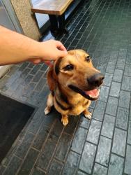 Found/Stray Male Dog last seen Klein Intermediate Middle School, Houston, TX 77088
