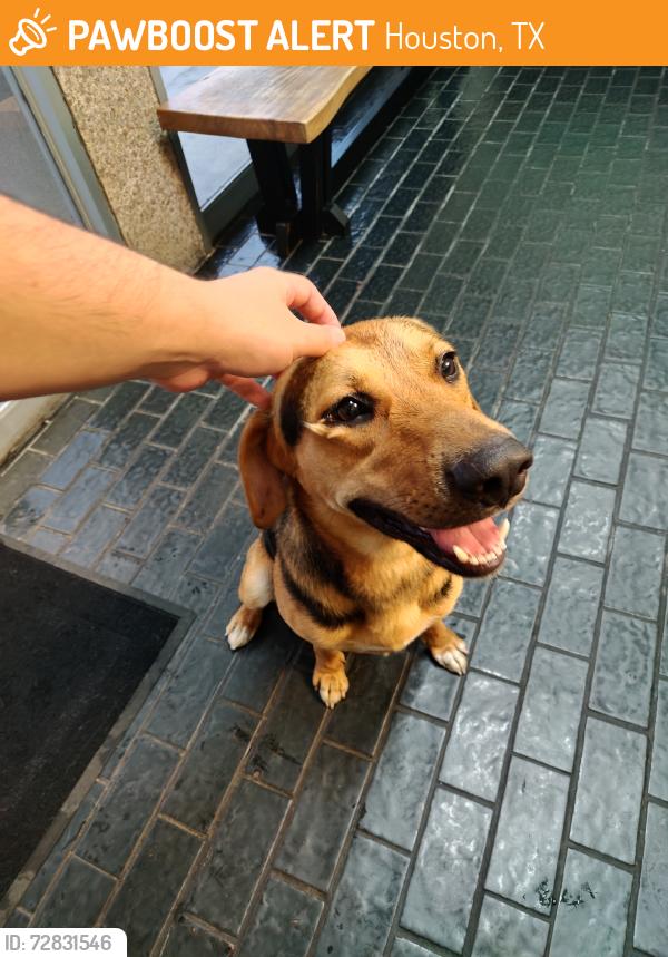 Found/Stray Male Dog last seen Klein Intermediate Middle School, Houston, TX 77088