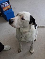 Found/Stray Male Dog last seen At Dollar General in BA, Broken Arrow, OK 74011
