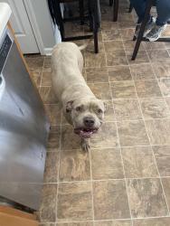 Found/Stray Female Dog last seen Rosebud Road, Loganville, GA 30052