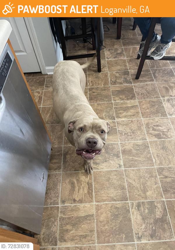 Found/Stray Female Dog last seen Rosebud Road, Loganville, GA 30052