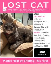 Lost Female Cat last seen W 45th St, Kansas City, MO 64111