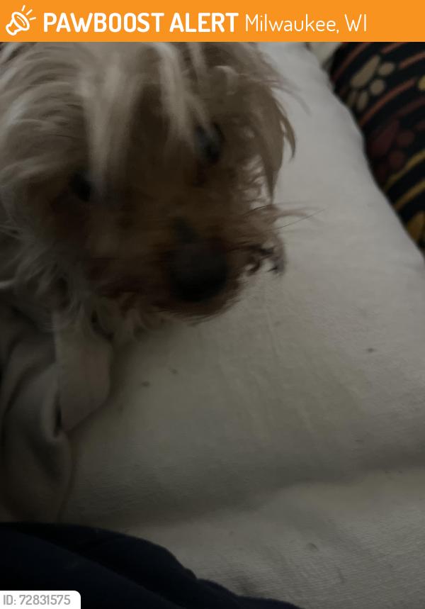 Found/Stray Male Dog last seen 47th & villard, Milwaukee, WI 53218