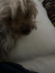 Found/Stray Male Dog last seen 47th & villard, Milwaukee, WI 53218