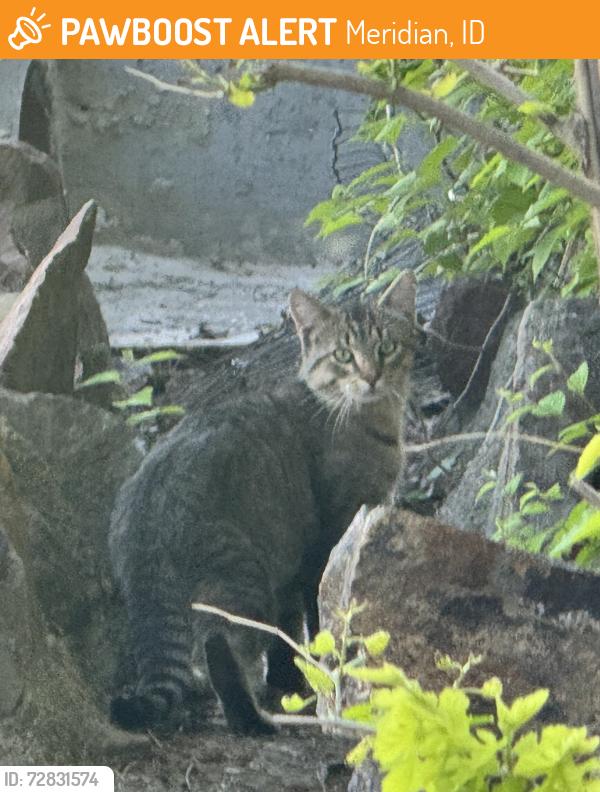 Found/Stray Unknown Cat last seen W view Place and Black Cat, Meridian, ID 83642
