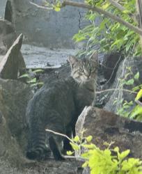 Found/Stray Unknown Cat last seen W view Place and Black Cat, Meridian, ID 83642