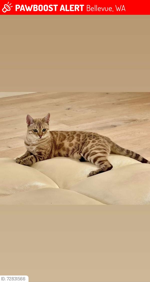Lost Female Cat last seen Mallard Ln and W lake Sammamish Pkwy NE , Bellevue, WA 98008
