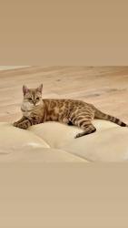 Lost Female Cat last seen Mallard Ln and W lake Sammamish Pkwy NE , Bellevue, WA 98008