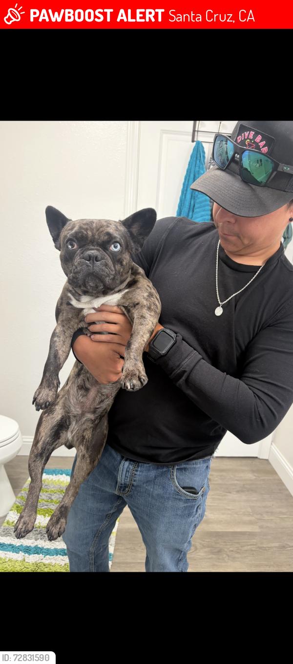 Lost Female Dog last seen Mission extension, Santa Cruz, CA 95060