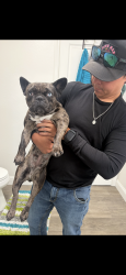 Lost Female Dog last seen Mission extension, Santa Cruz, CA 95060
