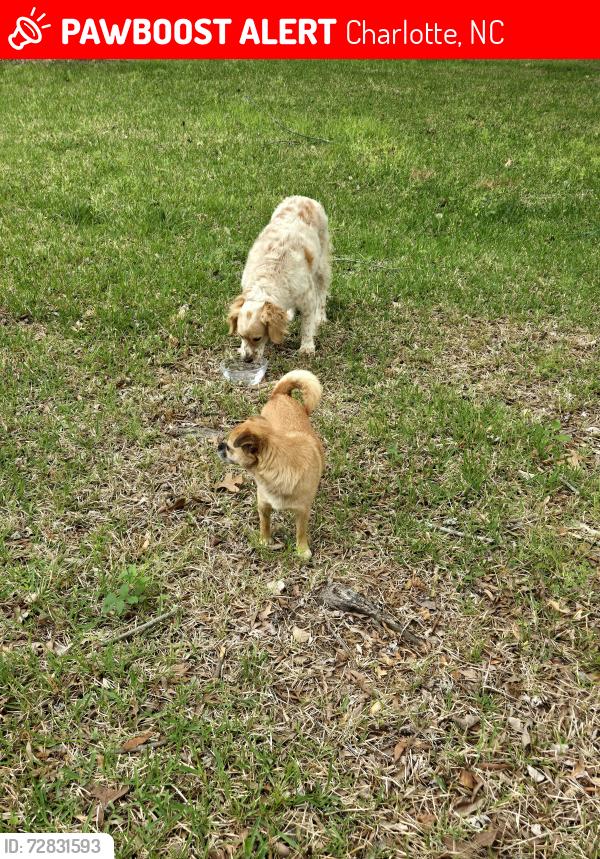 Lost Unknown Dog last seen Antebellum dr, Charlotte, NC 28273