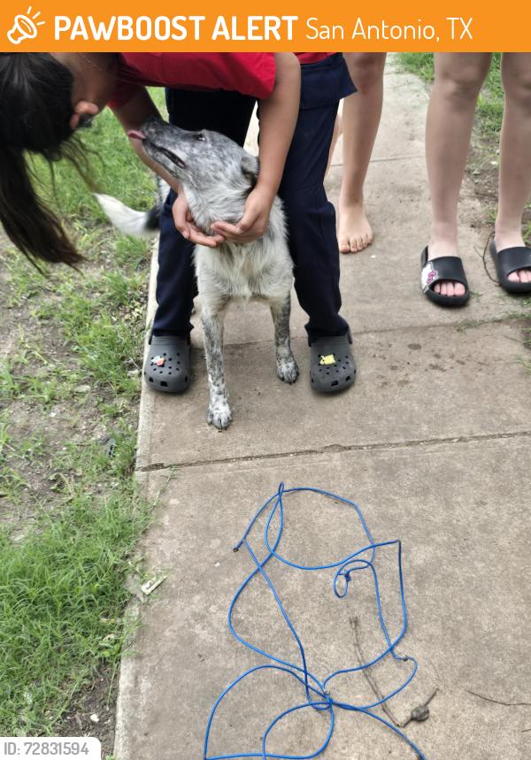 Found/Stray Female Dog last seen Huisache , San Antonio, TX 78201