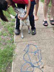 Found/Stray Female Dog last seen Huisache , San Antonio, TX 78201