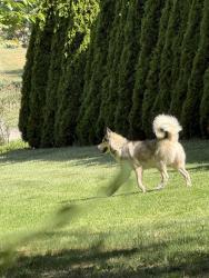 Found/Stray Male Dog last seen Oak Hill Rd and Melton Rd, Candler, NC 28715