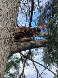 Found/Stray Unknown Cat last seen Near whithorn , Sterling Heights, MI 48313