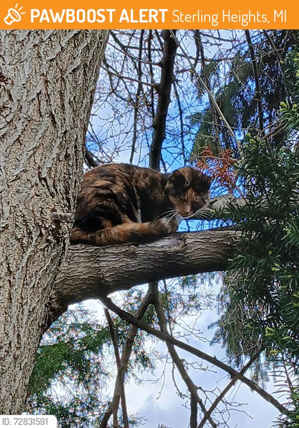 Found/Stray Unknown Cat last seen Near whithorn , Sterling Heights, MI 48313