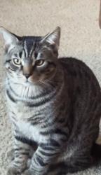 Lost Male Cat last seen Valley crest dr, Midlothian, VA 23112