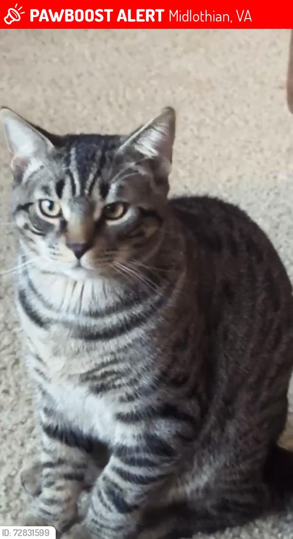 Lost Male Cat last seen Valley crest dr, Midlothian, VA 23112