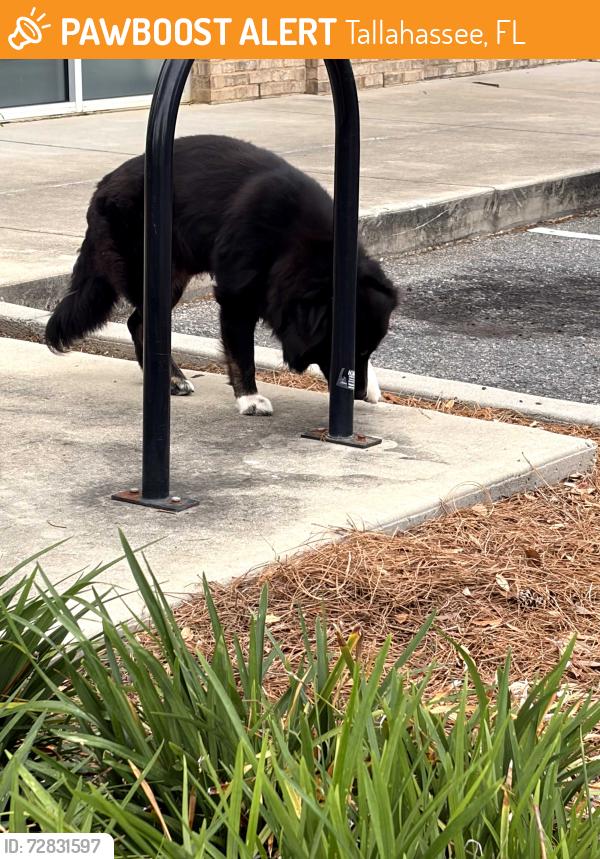 Found/Stray Male Dog last seen Walmart, Tallahassee, FL 32317
