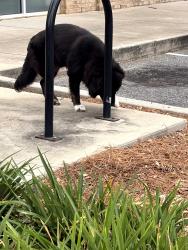 Found/Stray Male Dog last seen Walmart, Tallahassee, FL 32317